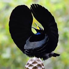 Bird Of Paradise : Weird & Wonderful Dancing Birds Compilation., #Wildlife  #Animals #Birds | Wildlife Animals | Facebook