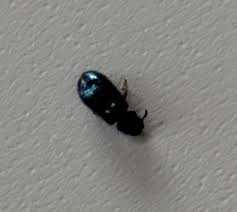 Image result for site:byggahus.se liten