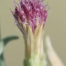 Image result for Pechuel-Loeschea leubnitziae