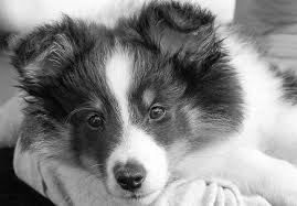 #almost as cute as messina #making gifs on my phone #puppies #puppy #ridiculously adorable #sheltie #sheltie puppies #shelties. 101 Cute Sheltie Puppies Sheltie Planet