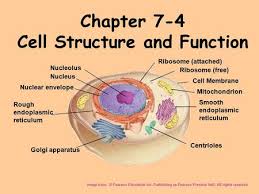 Maybe you would like to learn more about one of these? Cell Organelles Ribosome Attached Nucleolus Ribosome Free Nucleus Ppt Video Online Download