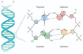 It is identical or nearly identical to the first dna molecule. Which Pair Of Nitrogenous Bases Will Form A Bond In A Dna Molecule 14 2a The Structure And Sequence Of Dna Biology Libretexts