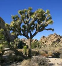 Water preferences i know this plant as yucca guatemalensis with synonyms of y. How To Grow And Care For Yucca Plants Garden Design