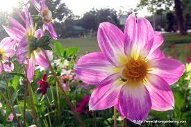 Flowers of pakistan flowers are one of the finest gifts of nature to man. Winter And Spring Flowering Annuals