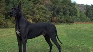 Check spelling or type a new query. 11 Arti Mimpi Anjing Hitam Pertanda Sukses Dan Kelancaran Usaha Primbon88