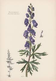 Botanical Print Aconitum Napellus Monk S Hood Aconite Etsy Vintage Flower Tattoo Botanical Prints Botanical Drawings