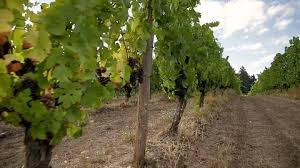 The goal is to create a strong root system and trunk. Grape Vines Stock Video Footage Royalty Free Grape Vines Videos Pond5