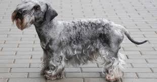 Image result for ČESKÝ TERIÉR