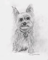 Coloring books can be good tools to explain surgery to your child. Teacup Yorkie Drawing 35 Images Pen Drawing Of A Yorkie Puppies And Kitties Em Free Yorkie Puppy Coloring Pages Yorkie Coloring Yorkie Drawings Terrier Drawing By Slippy88