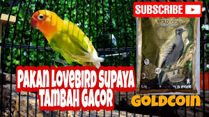 Pakan lovebird fighter goldcoin jual gold coin lovebird murah harga terbaru 2021. Pakan Lovebird Supaya Rajin Bunyi Youtube