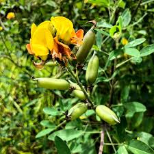 Image result for Crotalaria lanceolata