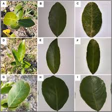 Image result for Salacia kraussii
