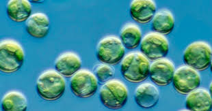 Image result for Microchloa altera