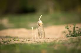 Image result for Cynomys gunnisoni obrázek