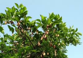 Image result for Millettia pinnata