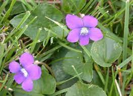 Seem to be planted by bird poop. Black Medic Broadleaf Weeds Weeds Problem Solver Turf Info Kansas State University Research And Extension