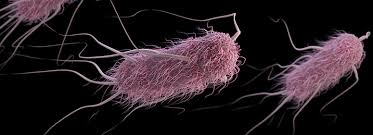 Coli (stec), can cause severe foodborne disease. Prevention E Coli Cdc