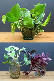 Have you ever tried to root plants in water? Grow Beautiful Indoor Plants In Water So Easy A Piece Of Rainbow
