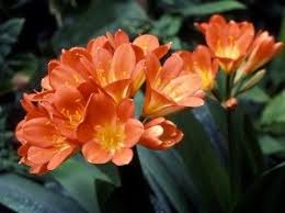 Pin On Plants Toxic To Pets