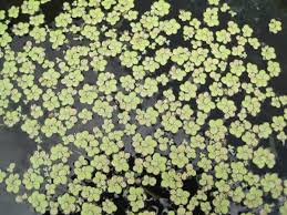 Image result for Lemna