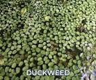 Duckweed FAQs | Identify and Manage Duckweed in Louisiana