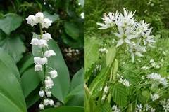 Image result
