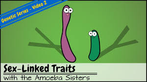 Последние твиты от amoeba sisters (@amoebasisters). Punnett Squares And Sex Linked Traits Youtube