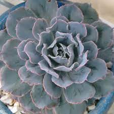 Understanding the water requirements of your cactus is important. Rita De Cassia Barboza On Instagram Echeveria Blue Heron Succulent Echeveria Succulentwonderland Succulentgarden S Echeveria Succulents Succulents Decor
