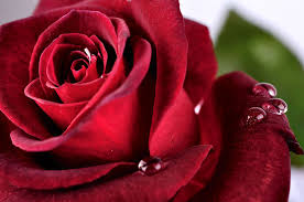Pour ne pas commettre d'impair ou simplement une. Les Bouquets De Roses Les Plus Romantiques Pour La Saint Valentin Kokomo