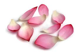 Flower Petals Real Lotus Flower Petals With Isolated Background Aff Real Petals Flower Lotus Background Ad Flower Petals Flower Tattoos Petals