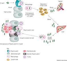 Most people become infected while . The Molecular Mechanisms Of Severe Typhoid Fever Trends In Microbiology
