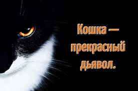Check spelling or type a new query. Citaty Pro Kotov Prikolnye I Korotkie