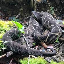 Jararacucu De Guaraquecaba Pr Br Em 15 De Dezembro De 2019 As 12 02 Por Priforone Inaturalist Animals