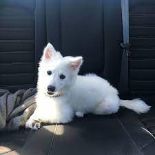 The american eskimo dog is a member of the spitz family. American Eskimo Dog Simple English Wikipedia The Free Encyclopedia