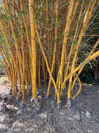 Image result for Bambusa vulgaris