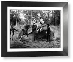 Elephant Print, 1911. Framed Print ...