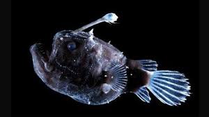 We did not find results for: Selain Ikan Tembus Pandang Ini 10 Hewan Penghuni Palung Mariana Tekno Tempo Co