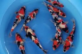 Maybe you would like to learn more about one of these? Mengenal Koi Showa Dari Warna Hingga Markingnya Gerava Com