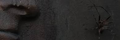 the frass and the furious (@apophis426.bsky.social) — Bluesky