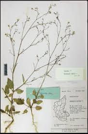 Image result for Boerhavia erecta