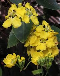 Image result for Malpighiaceae