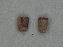 Image result for Cyanotis lanata