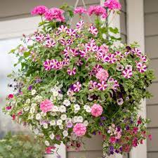 hanging baskets shop west coast gardens south surrey bc container flowers gardening watering plants indoors