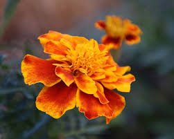 Image result for Tagetes patula