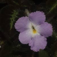 Image result for Eriocaulon abyssinicum