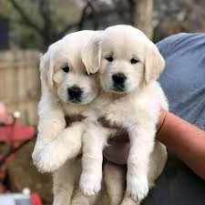 Puppies are placed in their new homes based on the result of temperament testing and structural evaluation as well as our observation of their behavior and aptitude over the first eight weeks. Australian Shepherd Puppies Puppies For Sale In California Facebook