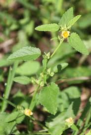 Image result for Sida spinosa
