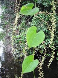 Image result for Dioscoreaceae