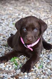 Designer puppies for sale in alabama. Puppies For Sale In Alabama Home Facebook