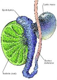 Testicular cancer often has symptoms. Testicular Masses American Family Physician